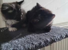 For sale Norwegian forest cross kittens 1 male & 1 female