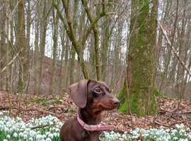 Dashund puppies