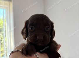 Gorgeous cocker spaniel puppies