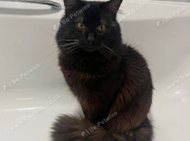 Black Male Maine Coon 10 Months