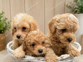 3BOYS LEFT. Beautiful cavapoo pups