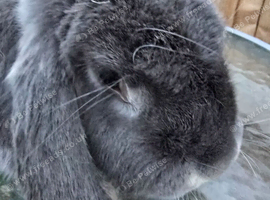 French lops looking for loving homes