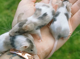 Fancy mice