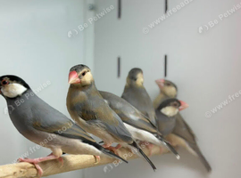 Jawa finches
