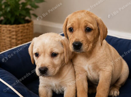 Yellow / red labs ready now