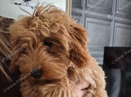 Beautiful female cavapoo