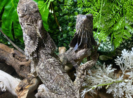 Sub Adult Frilled Dragons at Birmingham Reptiles