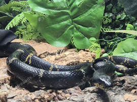 Russian Black Rat Snake at Birmingham Reptiles