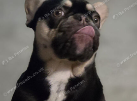French Bulldog KC  12mths old