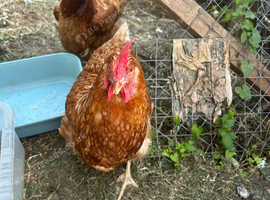 I&rsquo;m having to re-home my 2 beautiful chickens