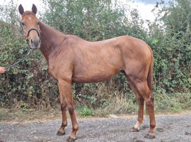 Smart gelding