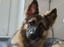 Female gsd