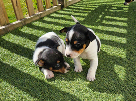 Jack Russel Puppys