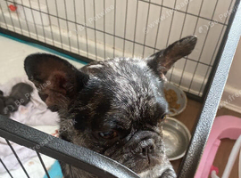 Male Blue French Bulldog