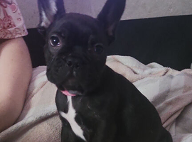 Frenshiepup