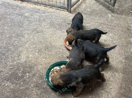 Cracking Border pups