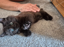 Kitten