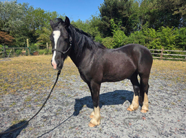 Welsh D 4yr old gelding