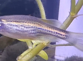 4 Danio Fish + 40L Tank