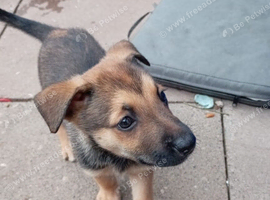 German Shepherd cross Belgian mali pups