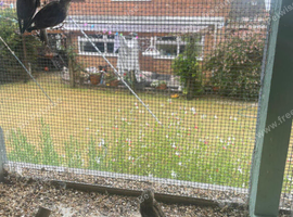 Linnets