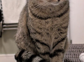 CAT LOOKING FOR HOME