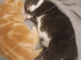 Kittens x 4