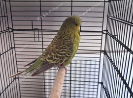 Exhibition budgie parrot hen female