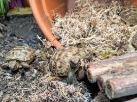 Baby horsfield tortoises + setups