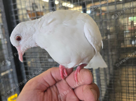 Beautiful friendly Java Doves &ndash; Perfect Aviary Birds Available Now!