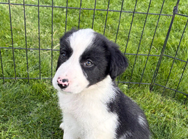 Border collie puppies