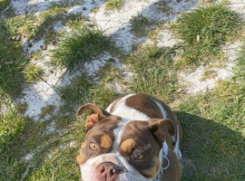 English bulldog