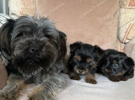 Miniture yorkshire terrier puppys