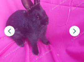 Netherland dwarf