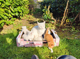 Kittens