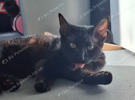 BINX 5 month OLD KITTEN