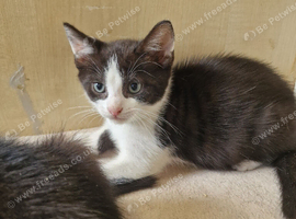 TURKISH ANGORA X