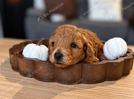 Stunning toy poodle boy red