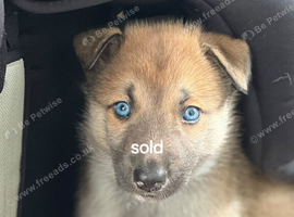 Belgium malinois x husky
