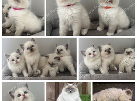 AMAZING QUALITY PEDIGREE RAGDOLL KITTENS