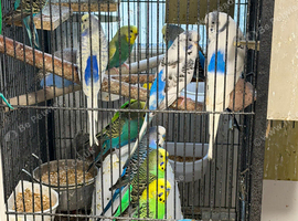 Budgies