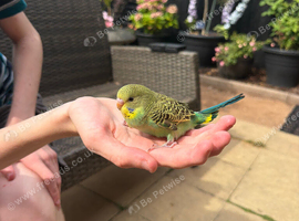 Take budgie with a cage