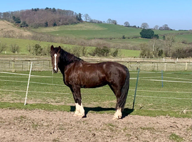 Gelderlander brood mare