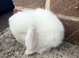 Top quality mini lops
