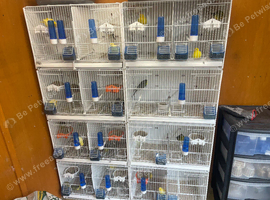 11 pairs of canaries