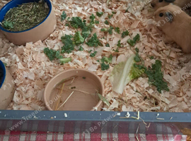 BABY CALIFORNIAN GUINEA PIGS