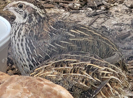 X3 Adult female quail