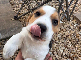 Beagle pub