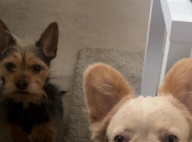 Male fluffy frenchie