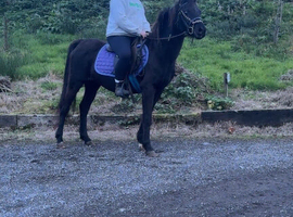 Sec b mare 13.1/2 hh